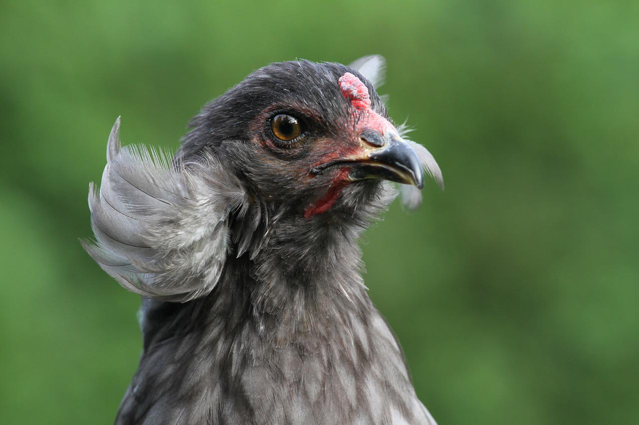 Mavi Yumurtlayan Araucana Tavuğu